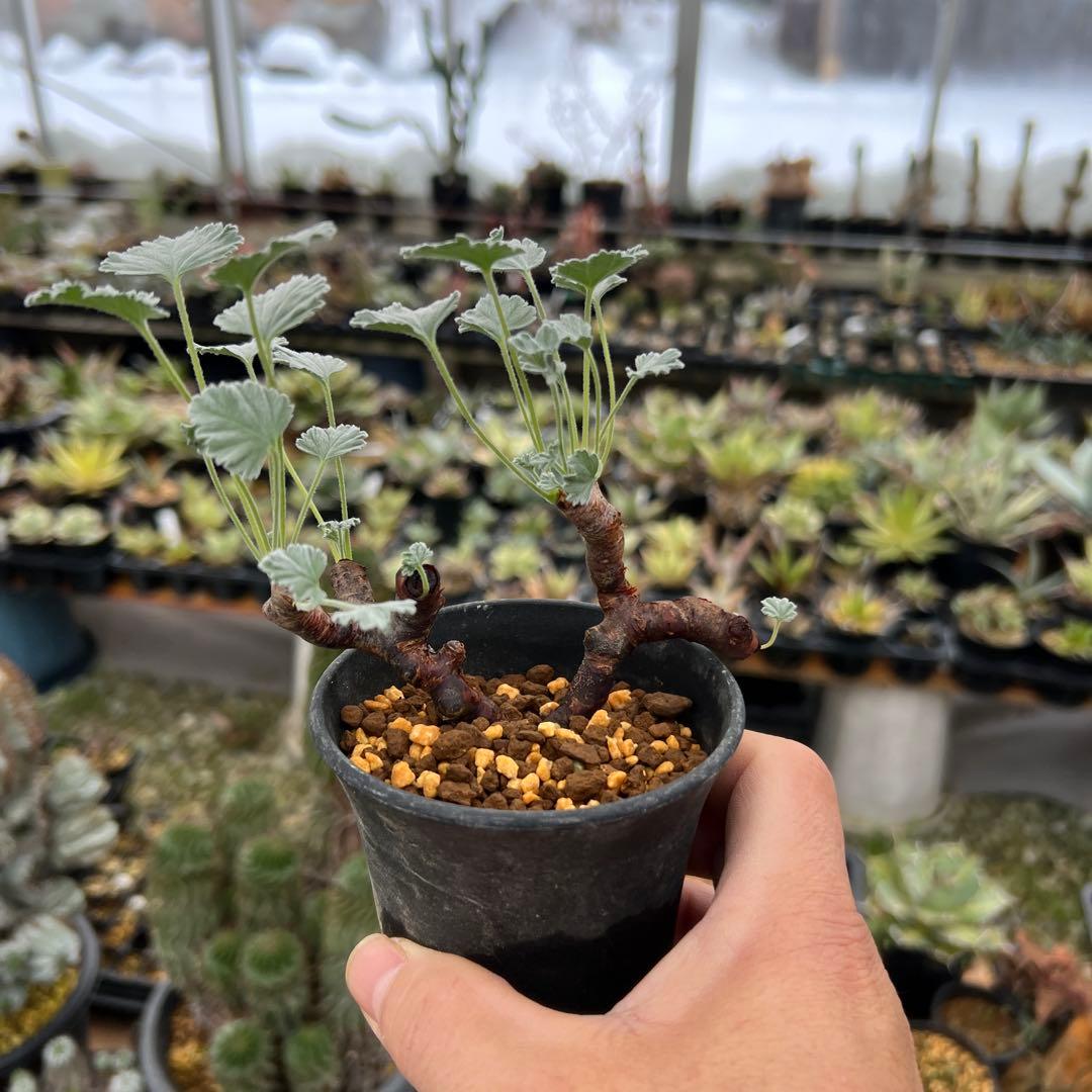 ペラルゴニウム　ミラビレ