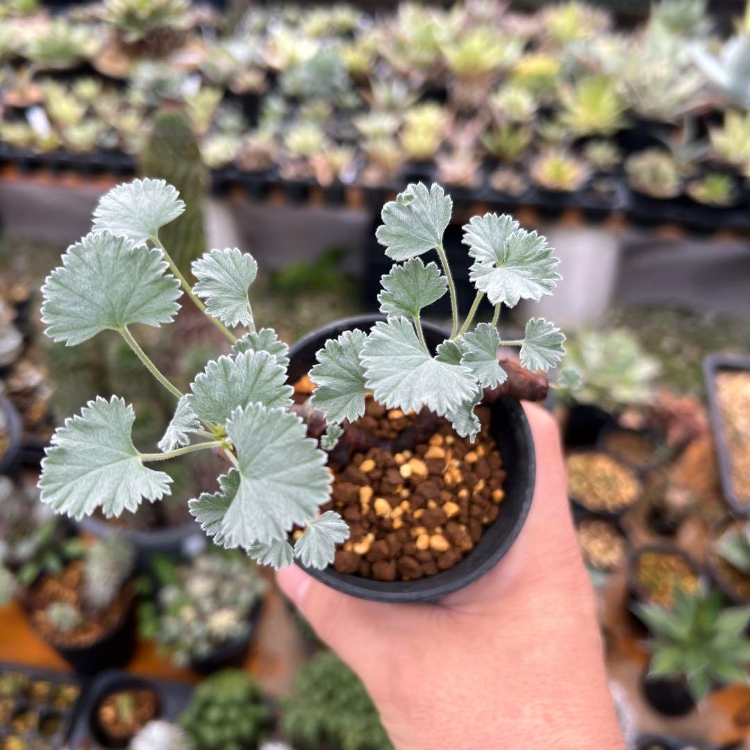 ペラルゴニウム　ミラビレ