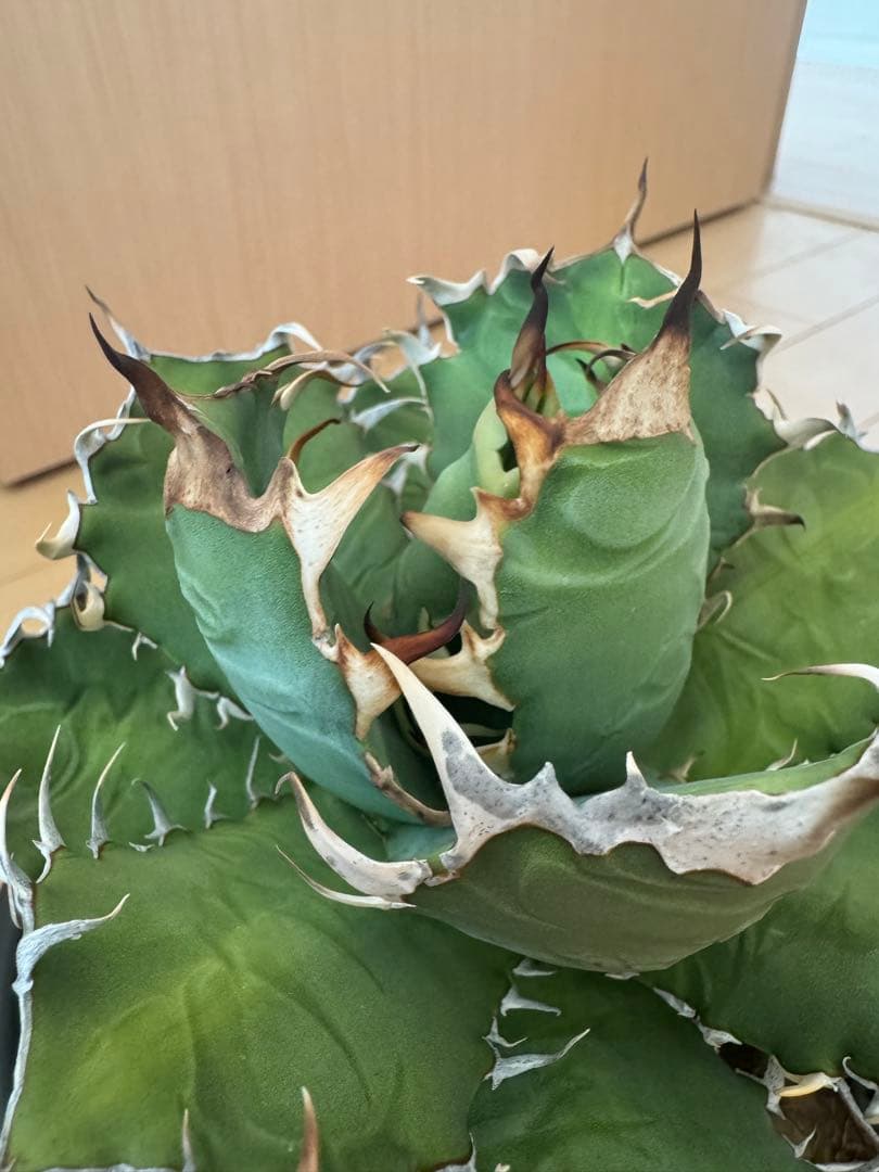 アガベ　オアハカ現地球