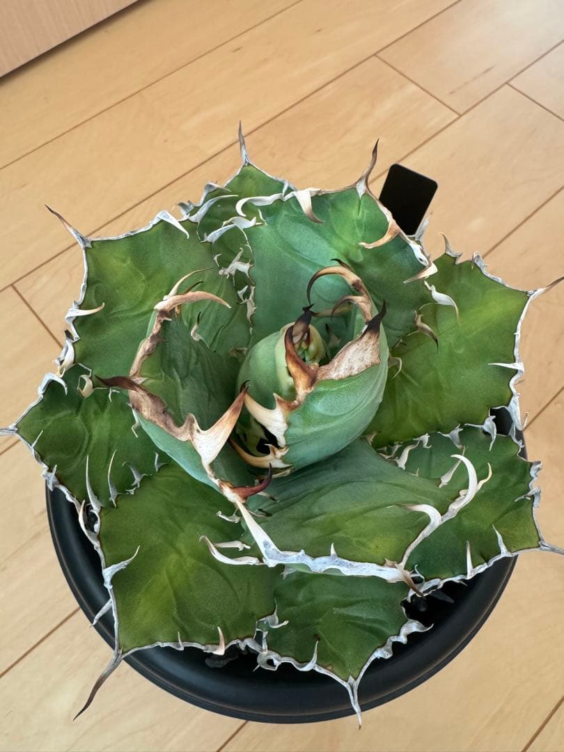 アガベ　オアハカ現地球