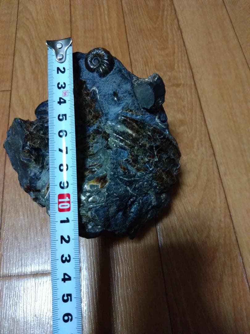 アンモナイト 黄鉄鉱 パイライト ロシア産