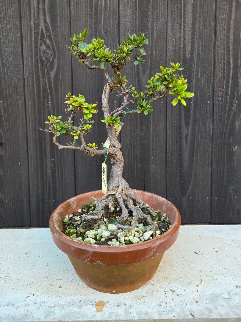 皐月盆栽「聖代」