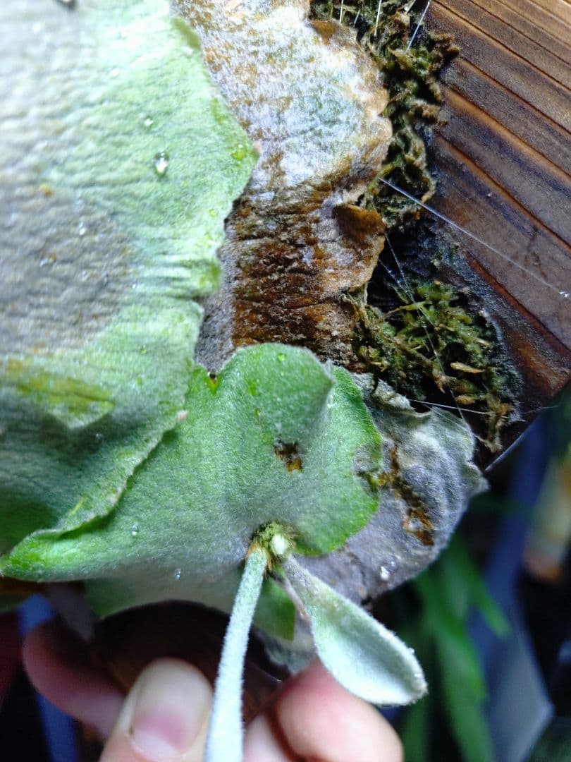 ビカクシダ　ペドロ　willnckii cv.Pedro　oc　子株②