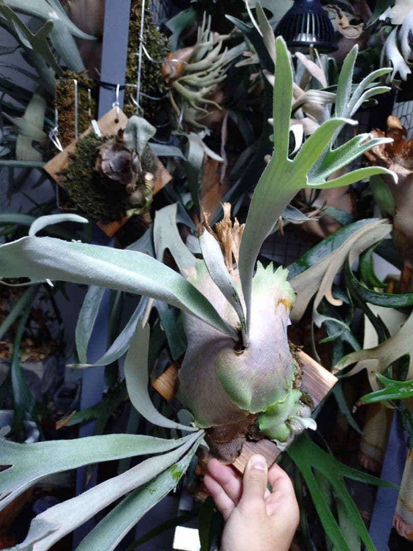 ビカクシダ　ペドロ　willnckii cv.Pedro　oc　子株②