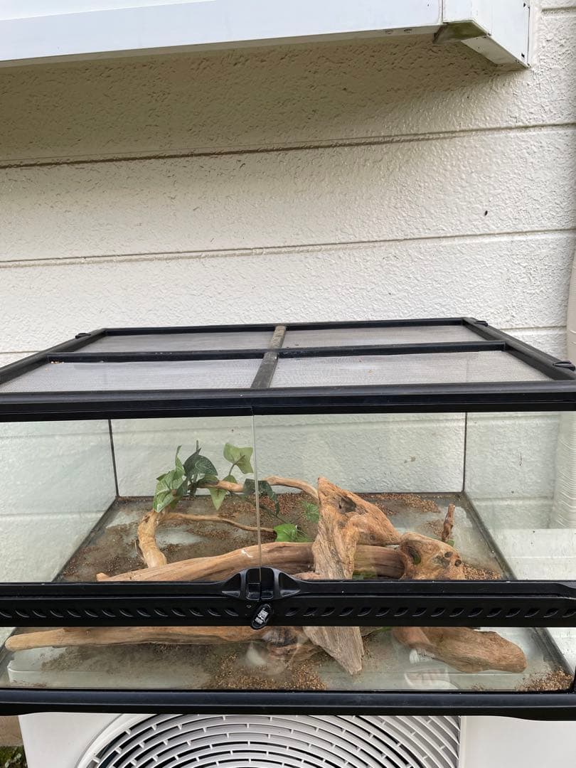 グラステラリュームGEX 60✖️30飼育ケージ 流木・植物付き