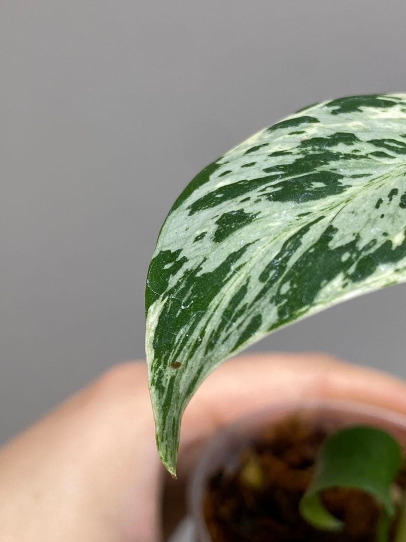 b【美株‼️】モンステラ　デリシオーサ　バルバソー　フシギダネ/ベトシオーサ　希少