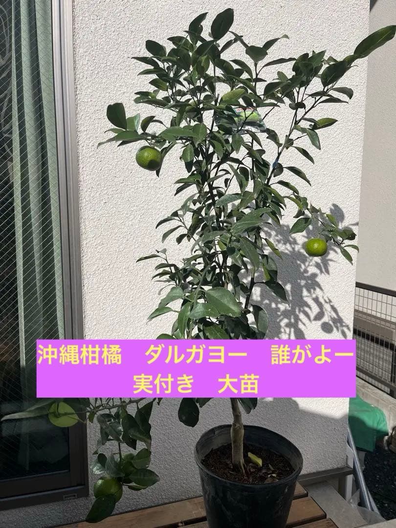 みかん苗　沖縄　タルガヨー　高さ約100cm 実は落ちてしまいました。