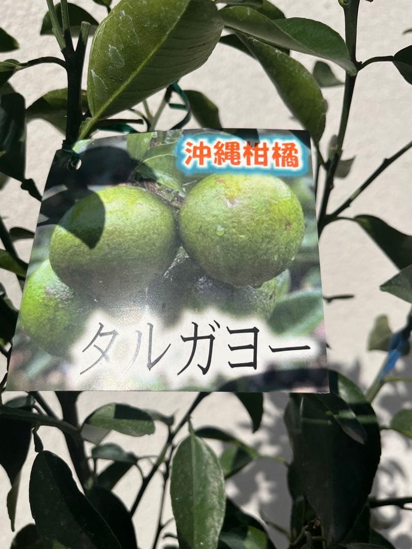 みかん苗　沖縄　タルガヨー　高さ約100cm 実は落ちてしまいました。