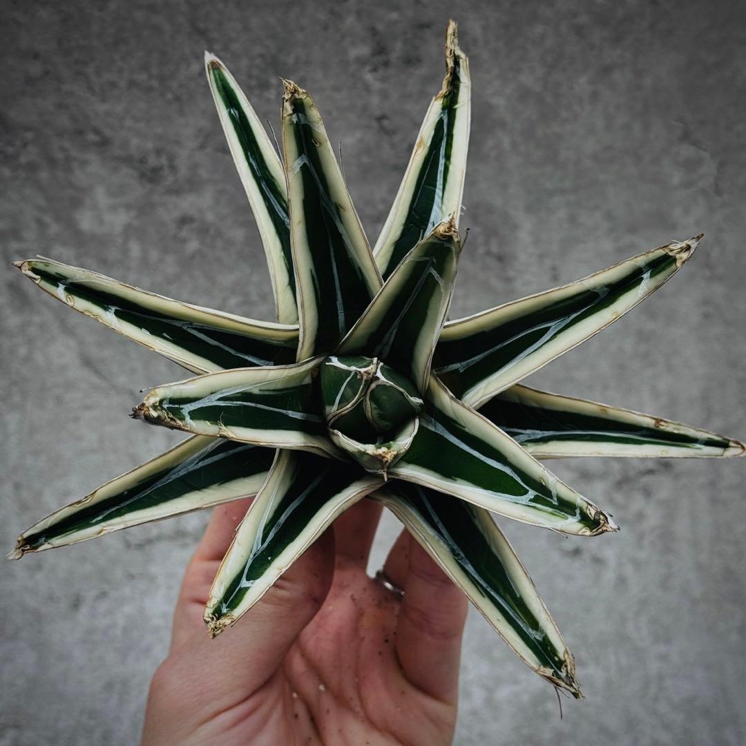 H*C様 多肉植物・アガベ・氷山・極上美株・大株W16cm