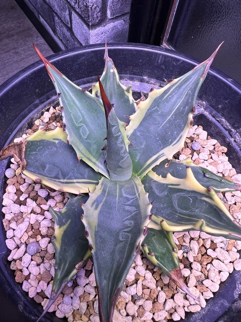 モンタナ　ティファニー　輸入株　ベアルート　アガベ　トランカータ　パリー