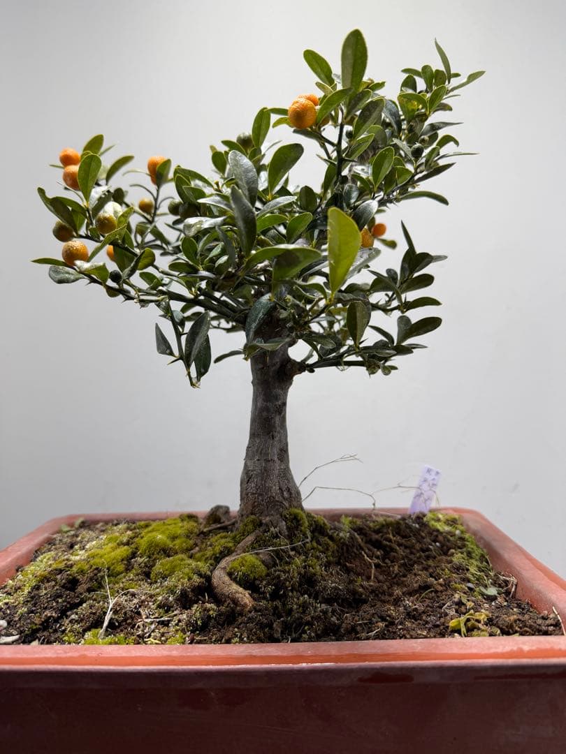 【ガチ盆栽】金豆　キンズ　太幹