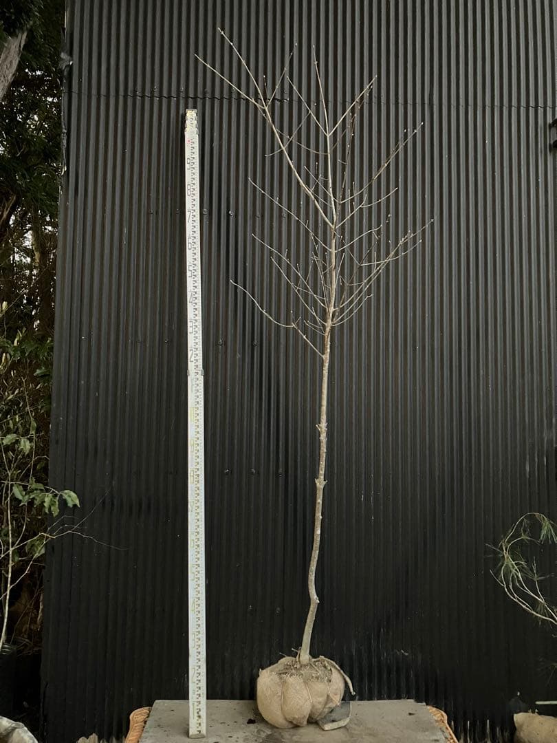 山採り　アオダモ　l