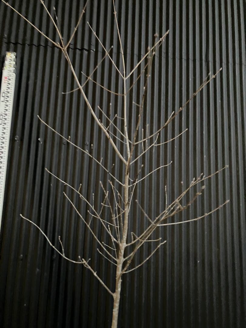 山採り　アオダモ　l