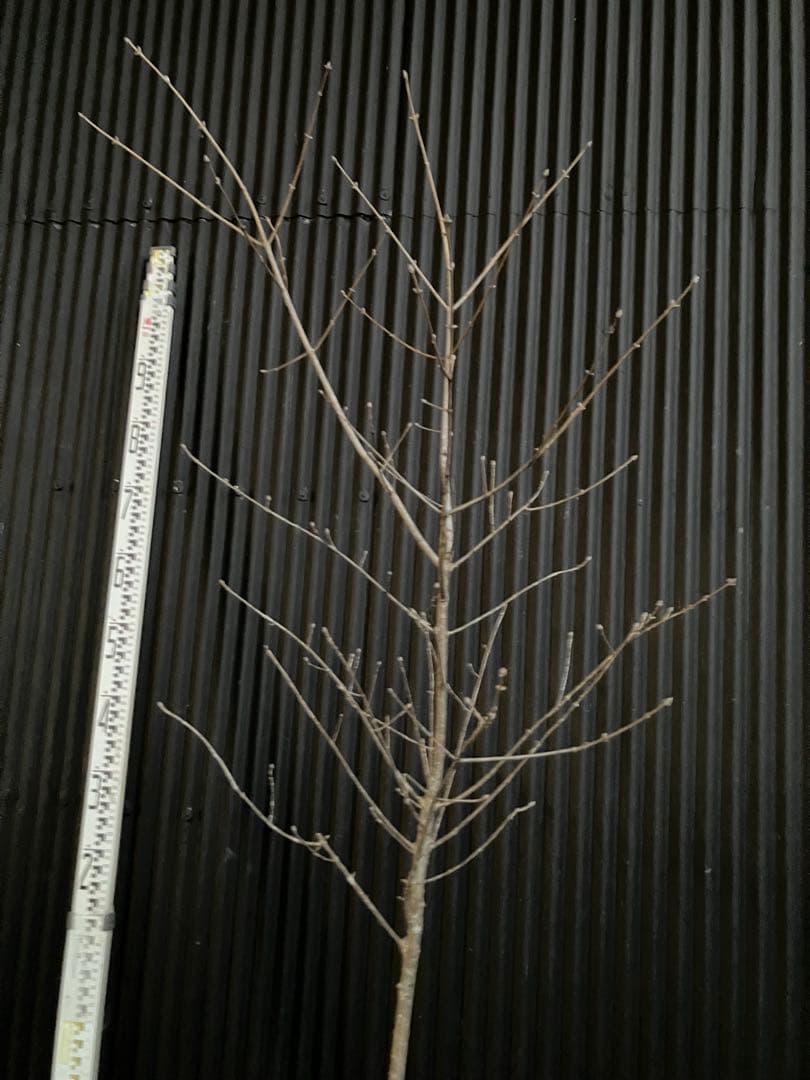 山採り　アオダモ　l