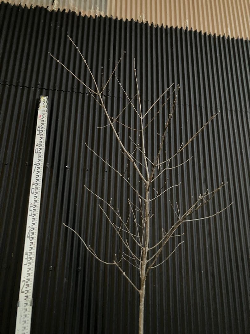 山採り　アオダモ　l