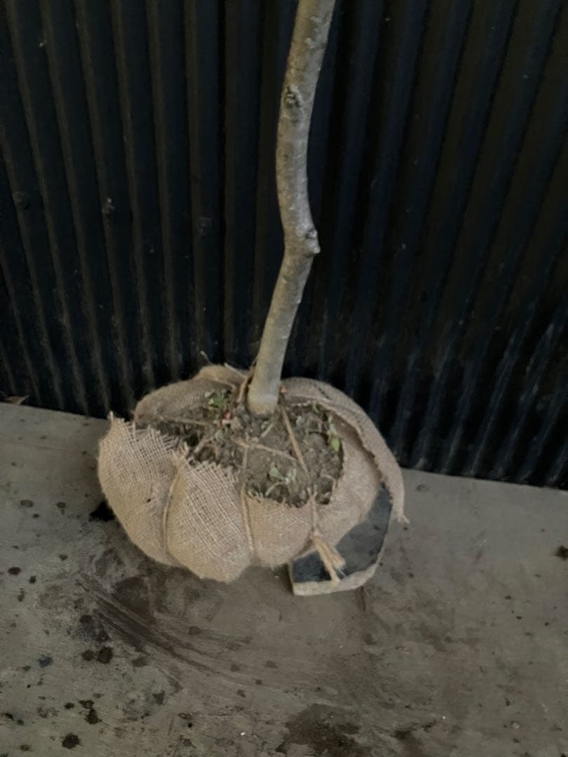 山採り　アオダモ　l