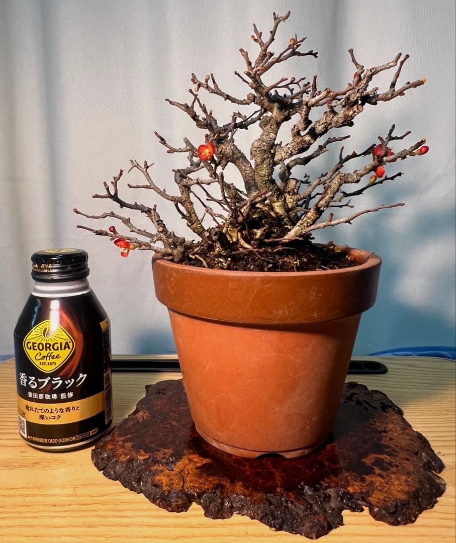 長寿梅　古木　一本木