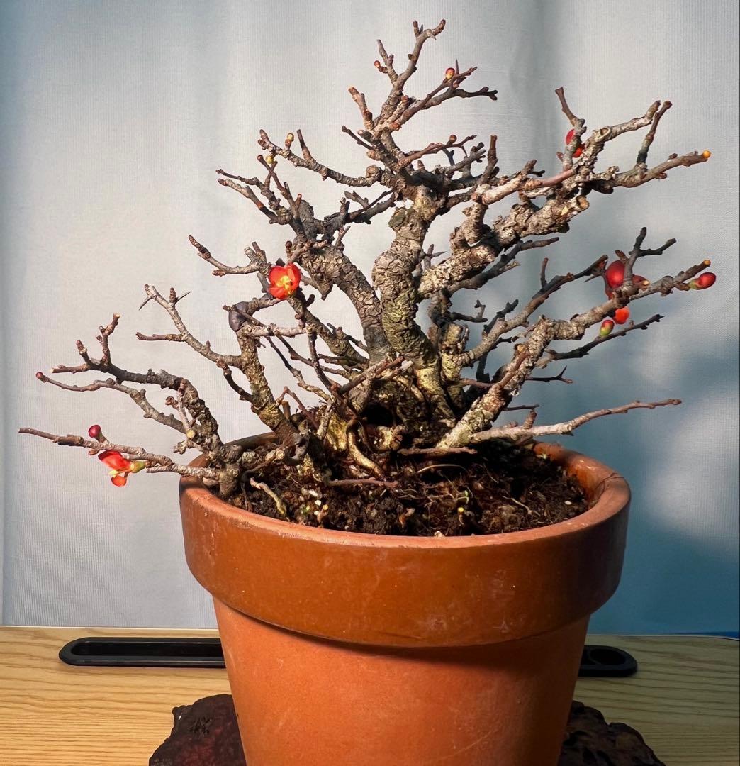 長寿梅　古木　一本木