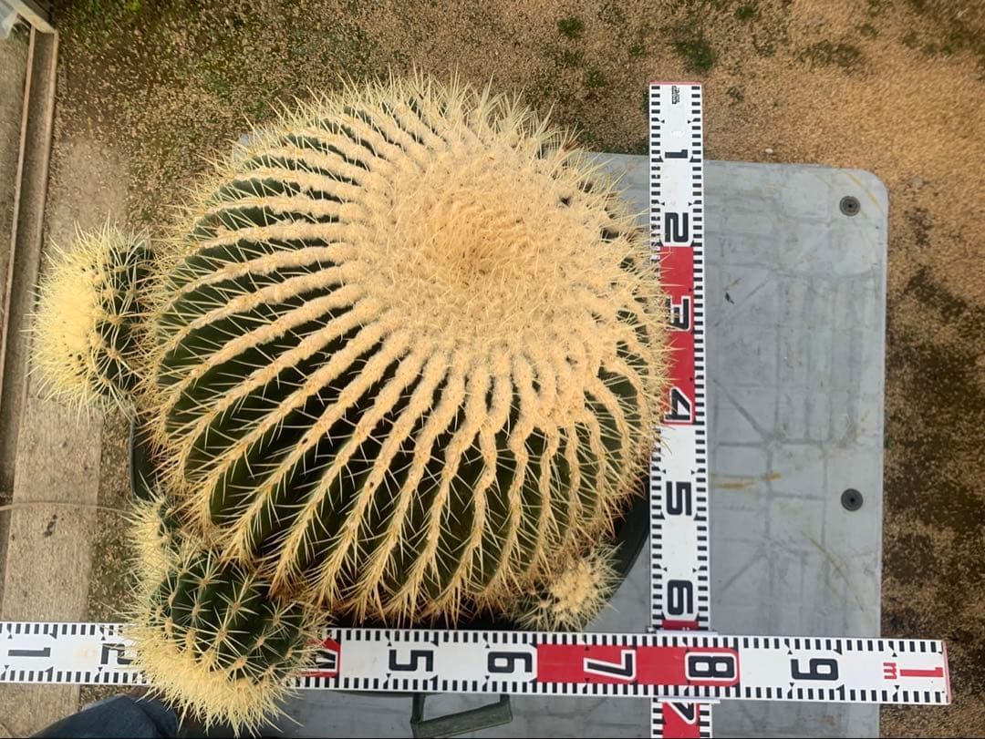 金鯱　サボテン　引取限定