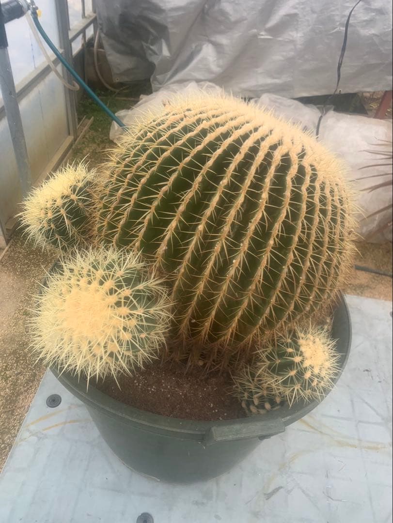 金鯱　サボテン　引取限定