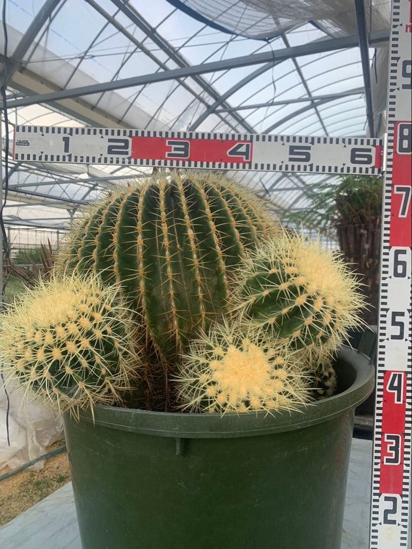 金鯱　サボテン　引取限定