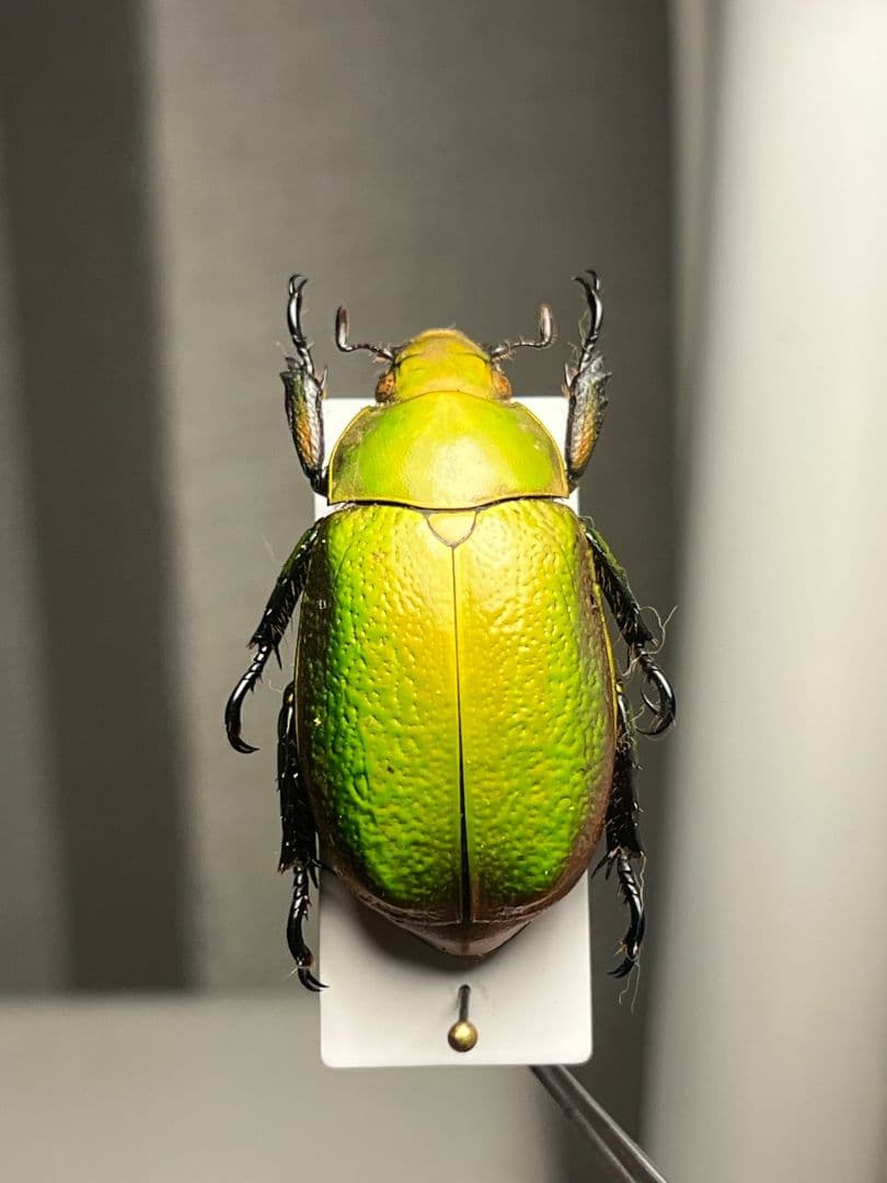 【33mm】ボウカルディプラチナコガネ Chrysina逆光で赤！昆虫標本