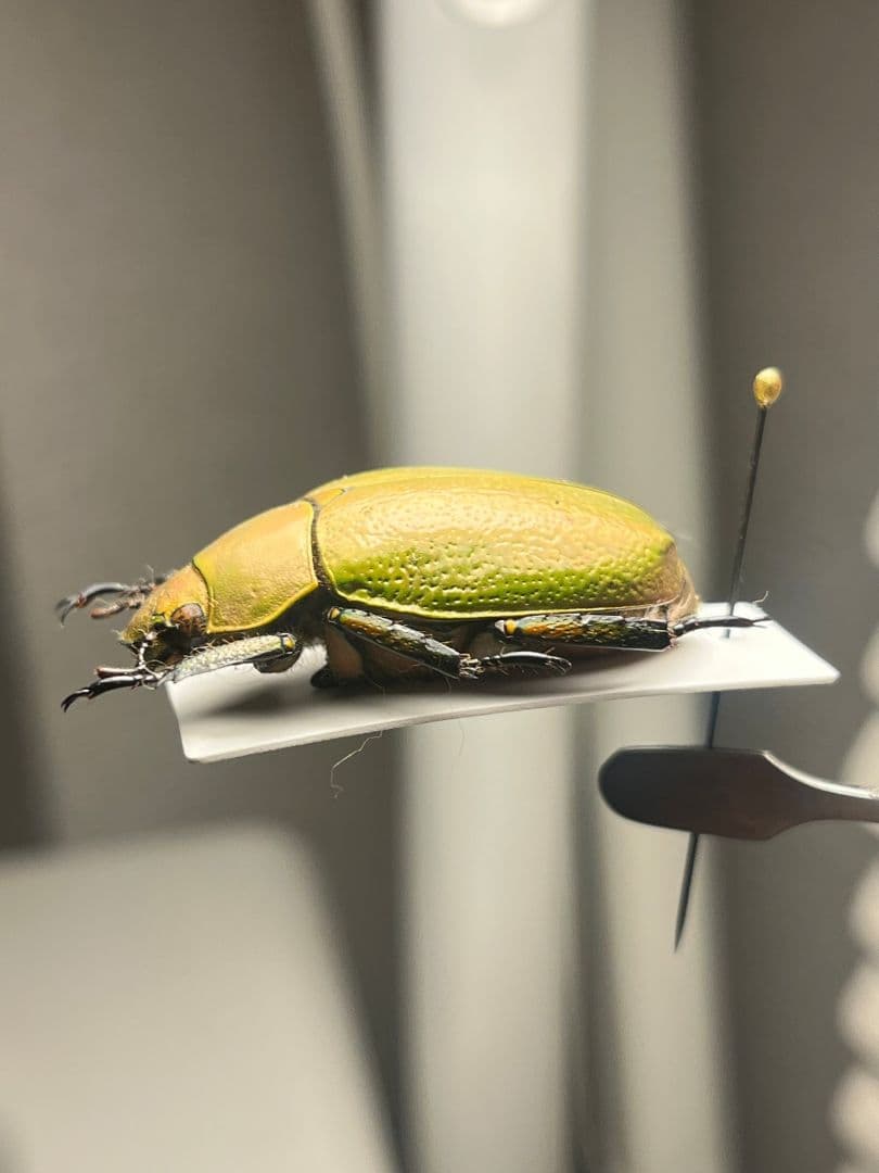 【33mm】ボウカルディプラチナコガネ Chrysina逆光で赤！昆虫標本