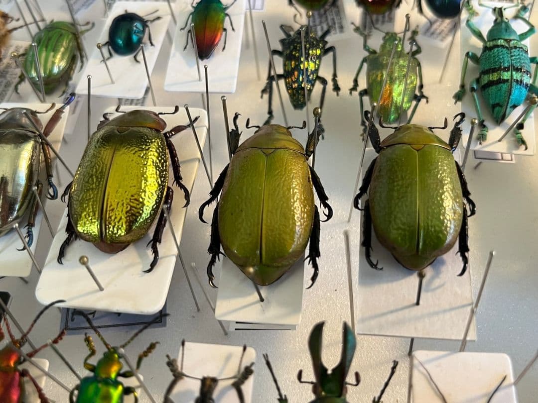 【33mm】ボウカルディプラチナコガネ Chrysina逆光で赤！昆虫標本