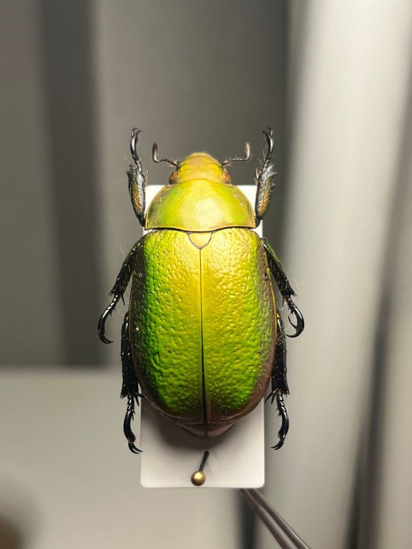 【33mm】ボウカルディプラチナコガネ Chrysina逆光で赤！昆虫標本