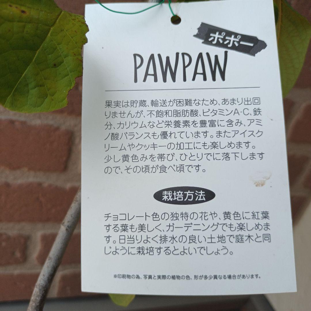 マンゴポポーMango Powpow　幻の果物　３点セット