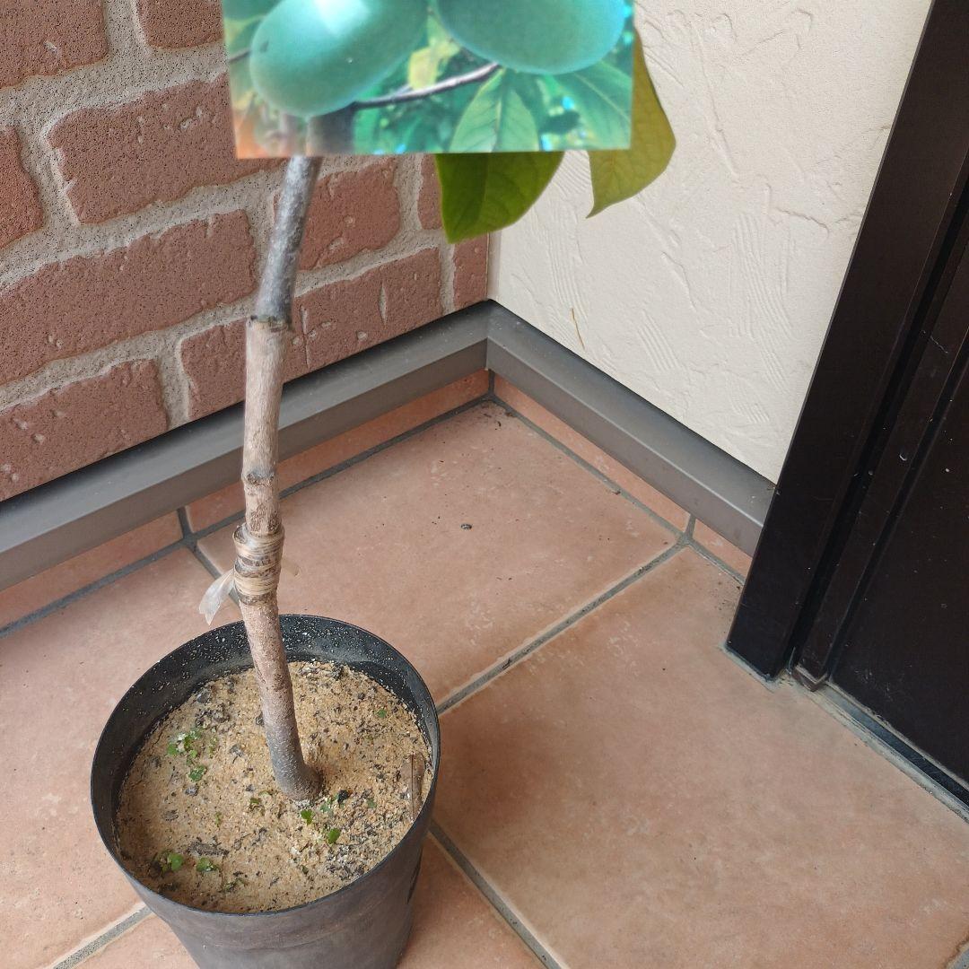 マンゴポポーMango Powpow　幻の果物　３点セット