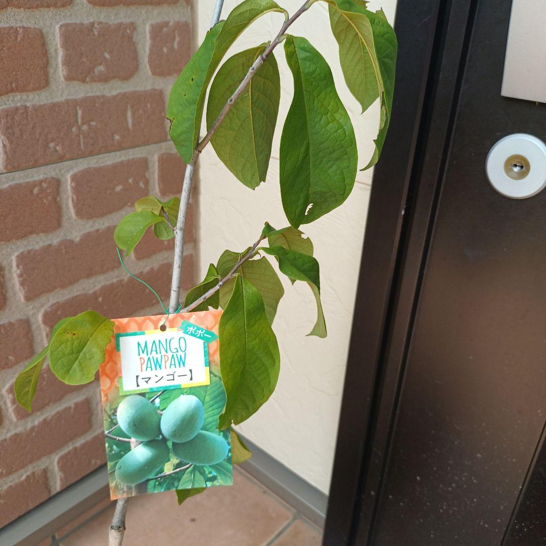 マンゴポポーMango Powpow　幻の果物　３点セット