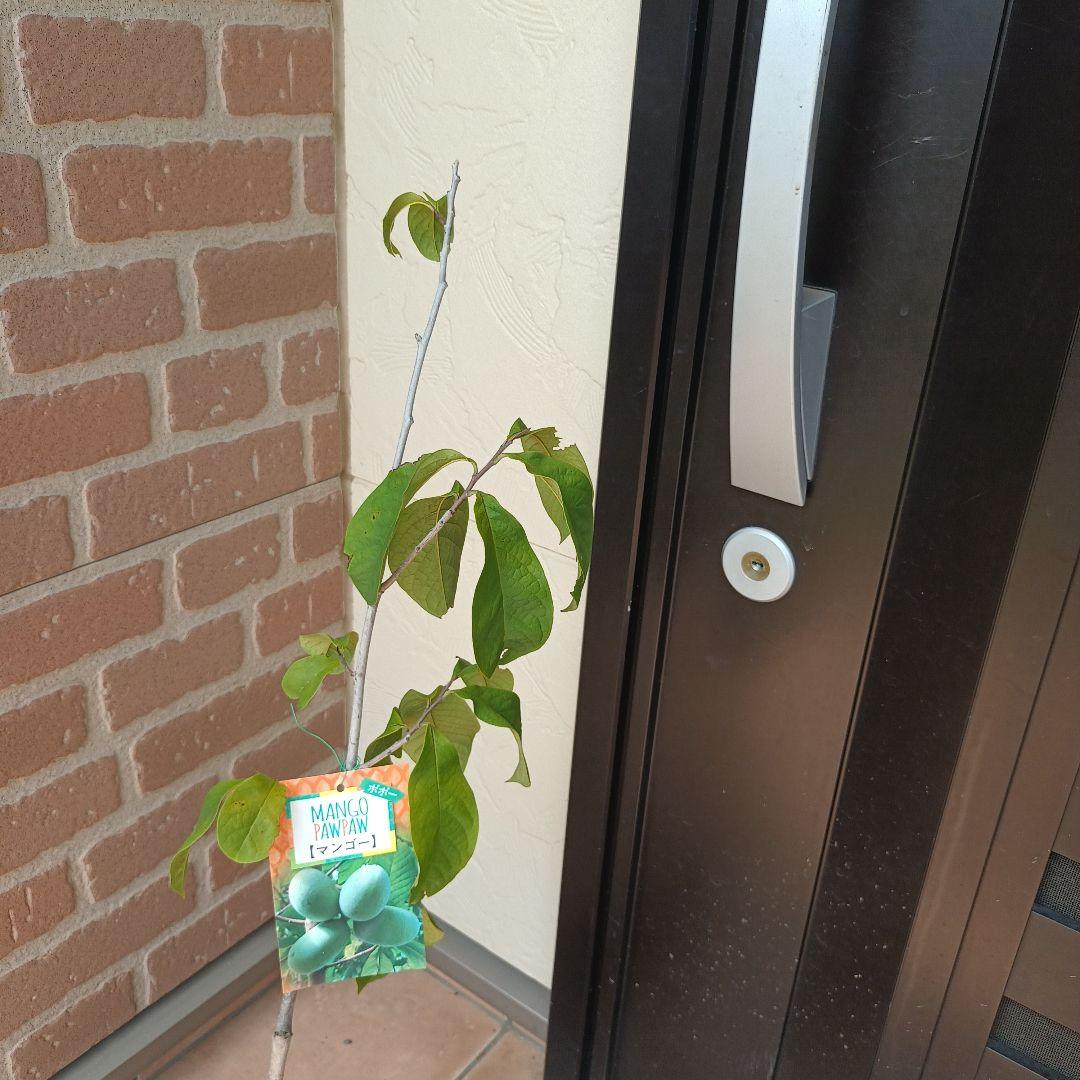 マンゴポポーMango Powpow　幻の果物　３点セット