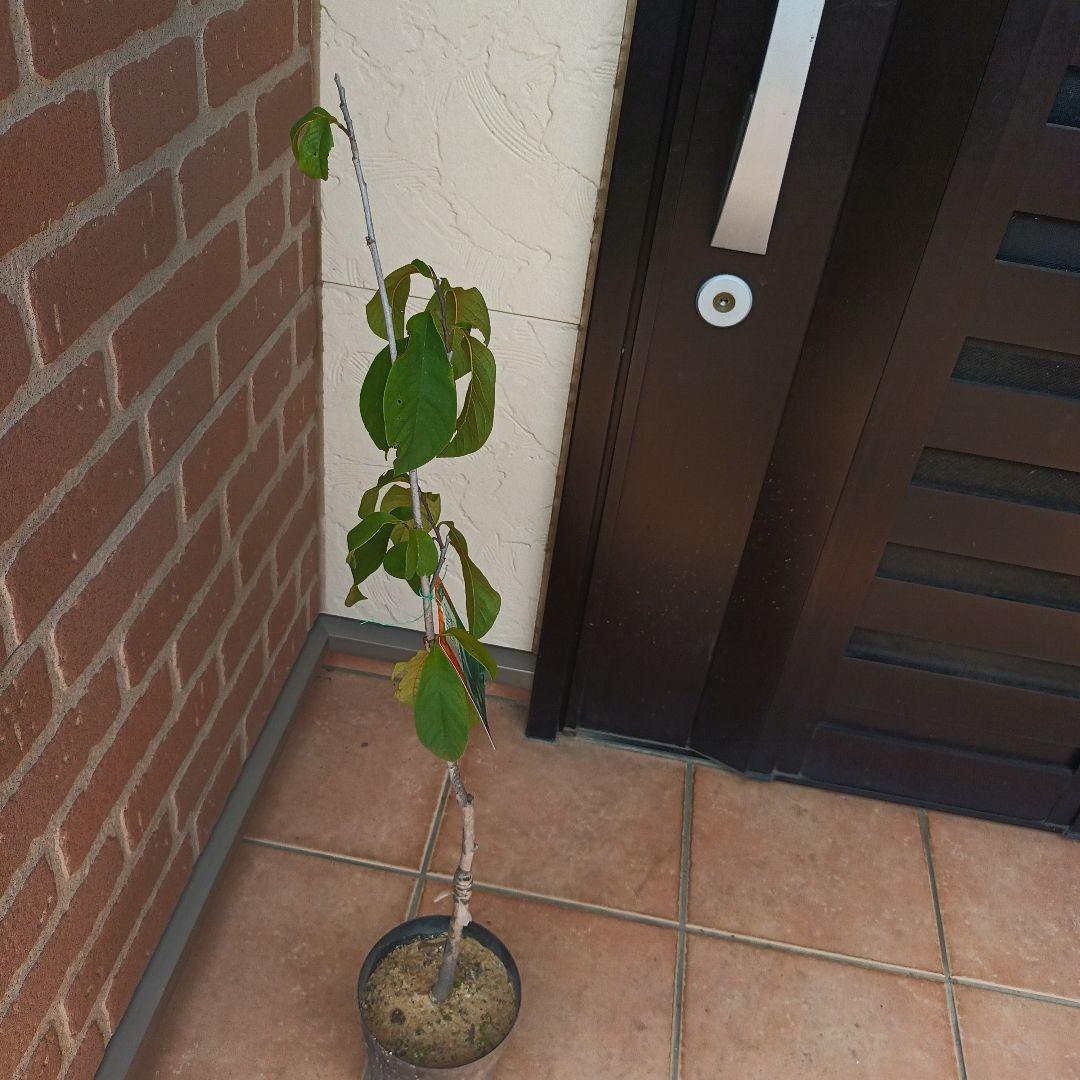 マンゴポポーMango Powpow　幻の果物　３点セット