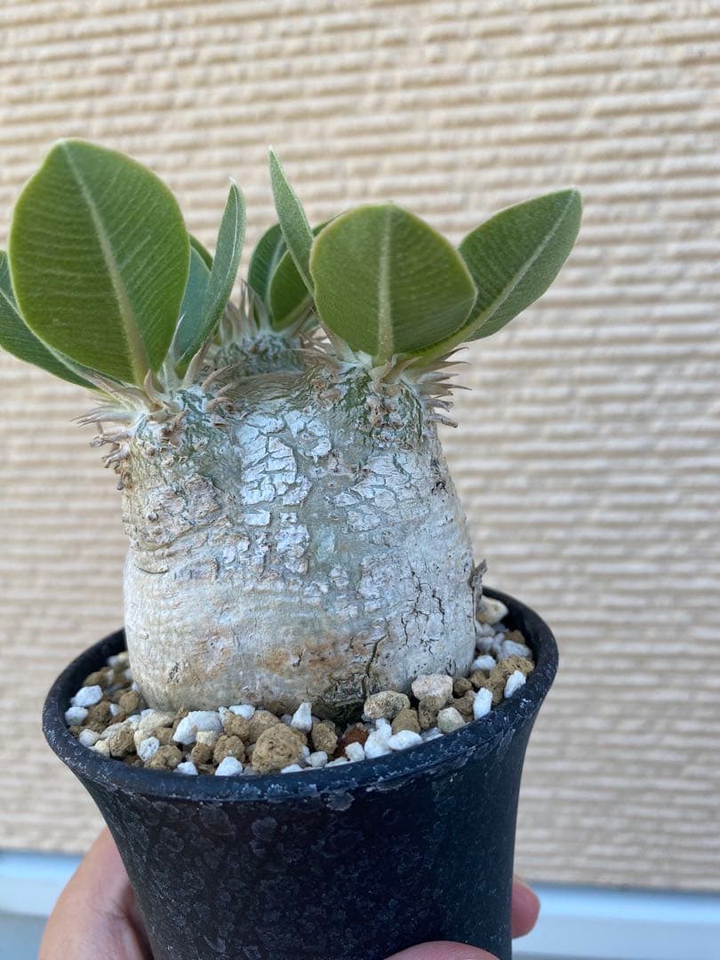 エブレネウム　現地球　良型　サボテンオークション　コレクション株