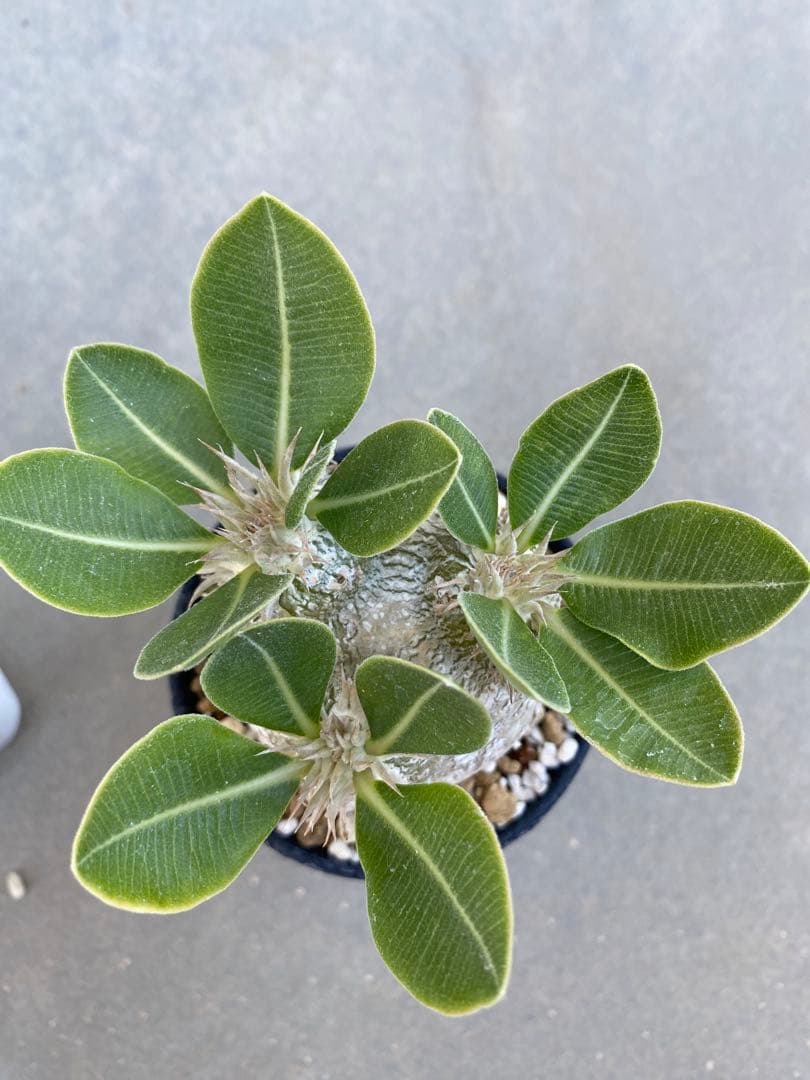 エブレネウム　現地球　良型　サボテンオークション　コレクション株