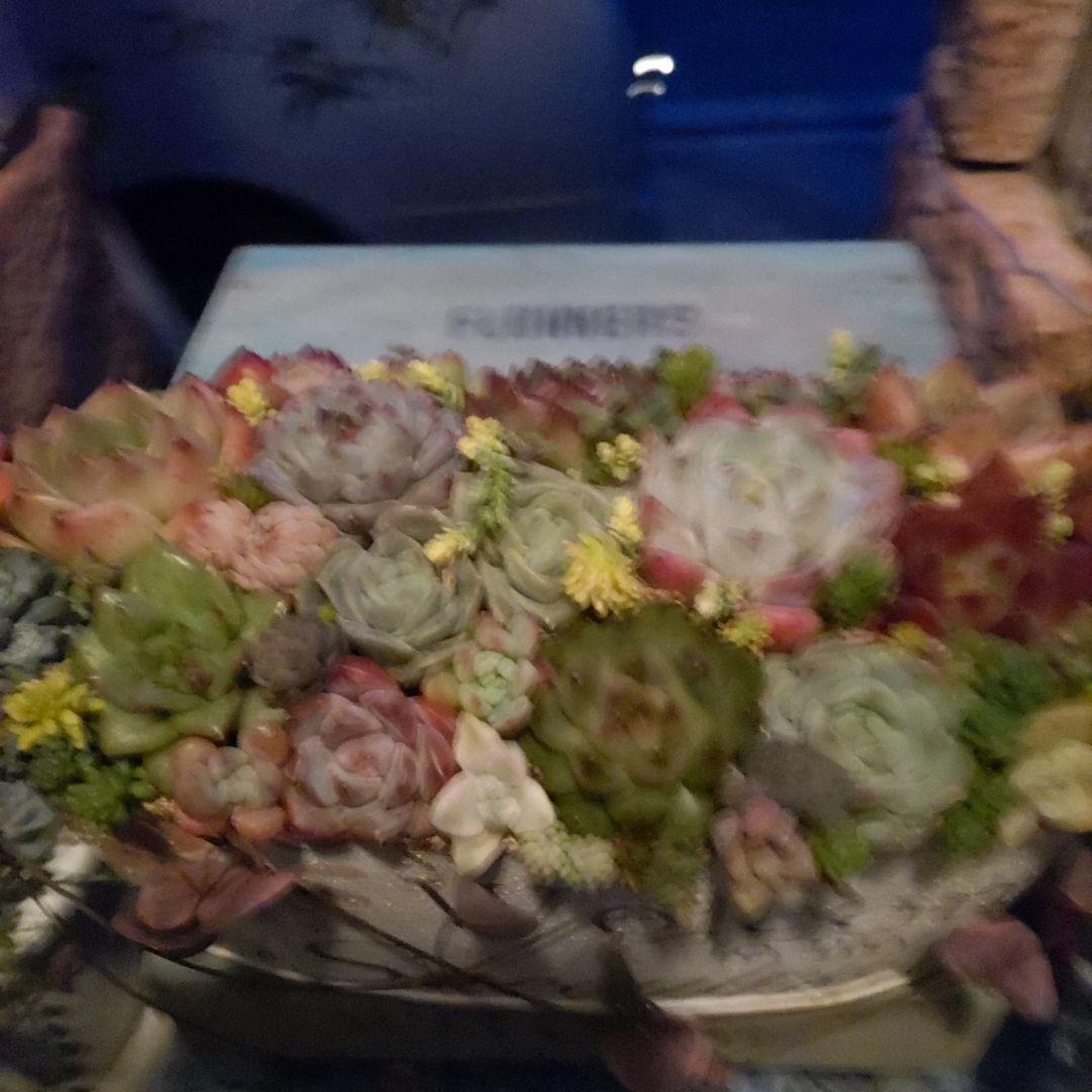 多肉植物 ♡そのまま飾れる寄せ植え♡