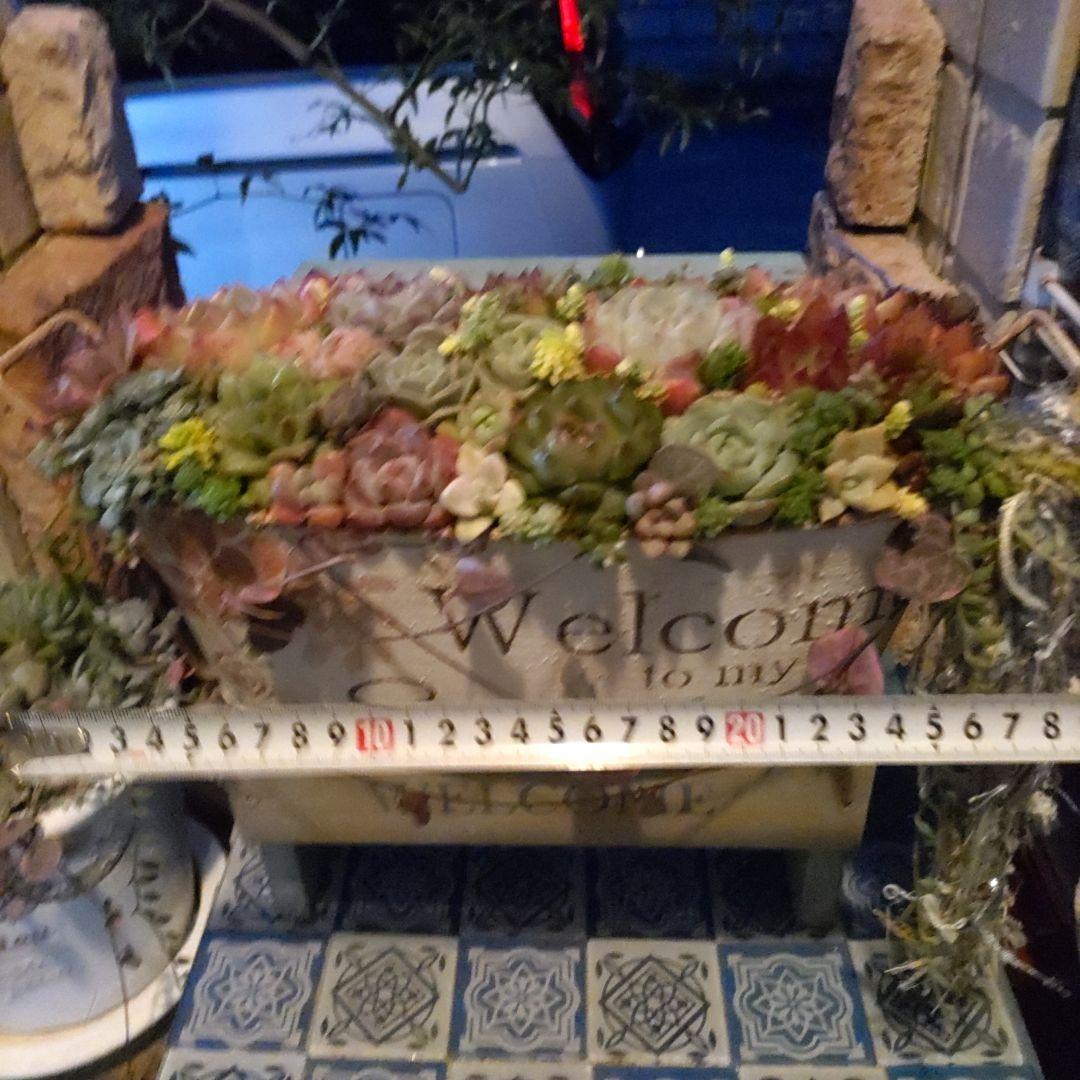 多肉植物 ♡そのまま飾れる寄せ植え♡