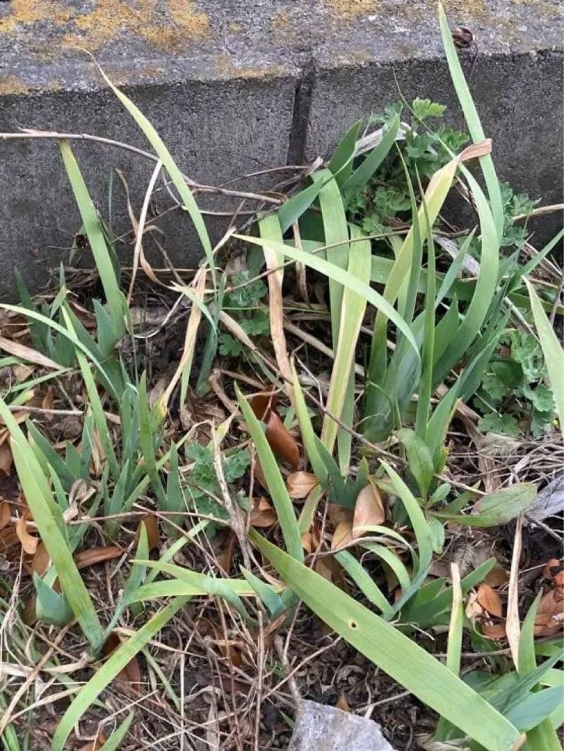 ジャーマンアイリス苗