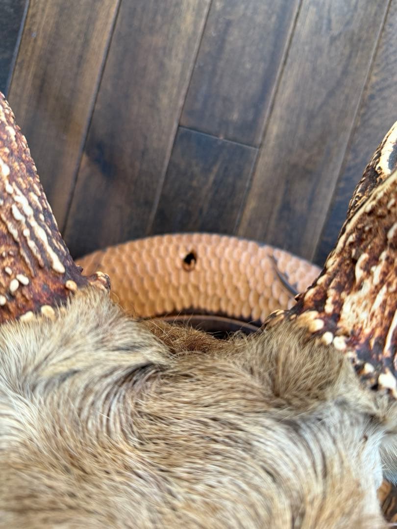 蝦夷鹿（エゾシカ）ハンティングトロフィー