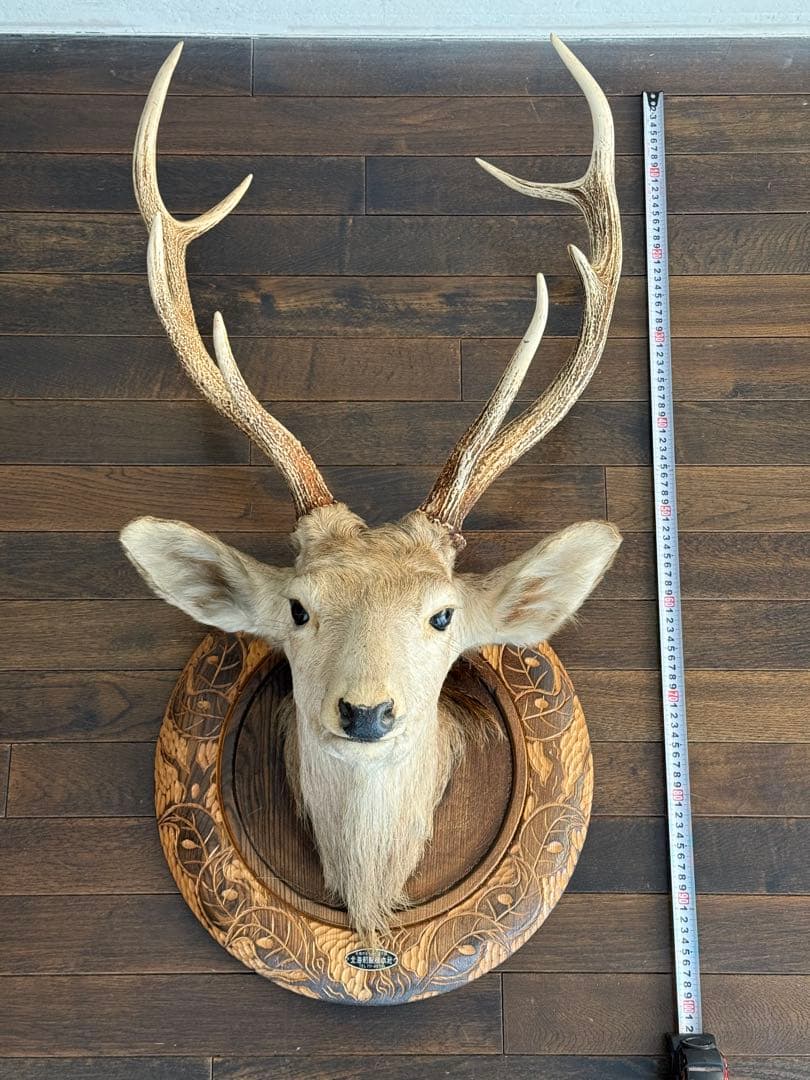 蝦夷鹿（エゾシカ）ハンティングトロフィー