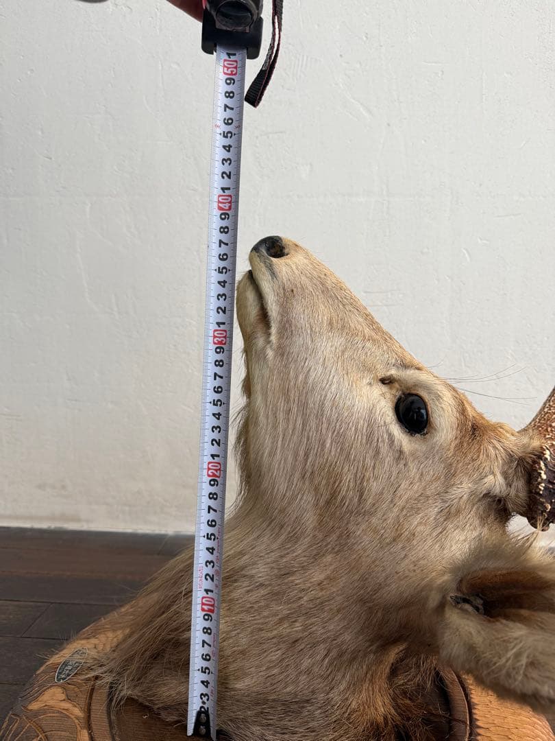 蝦夷鹿（エゾシカ）ハンティングトロフィー