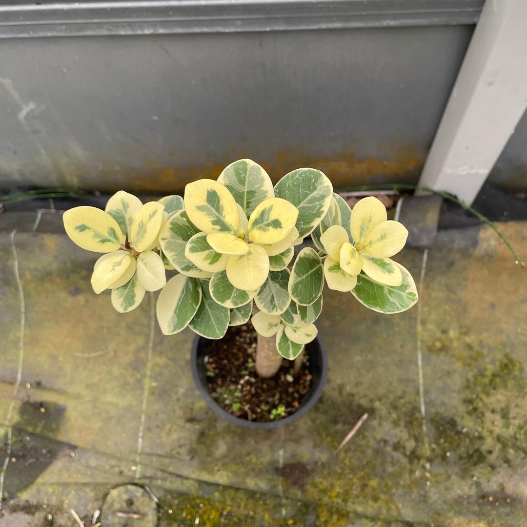 パンダガジュマル　斑入り　接木　希少　3.5号サイズ