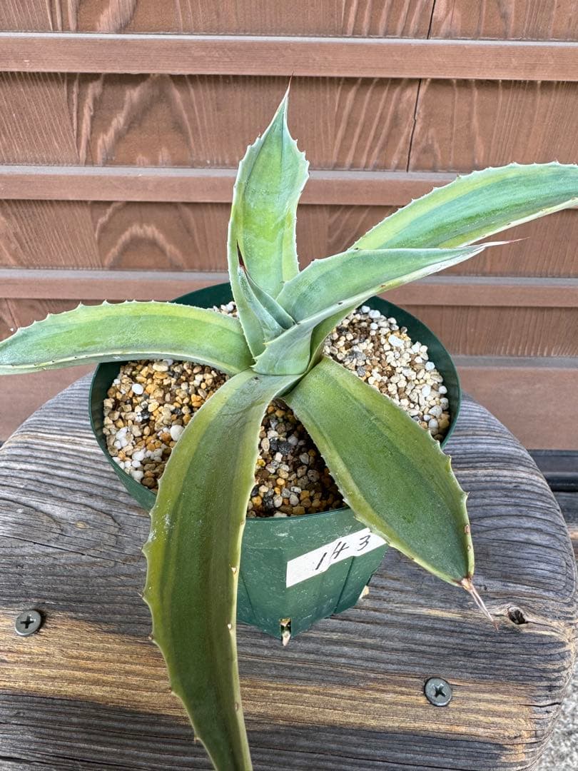 アガベ Agave ovatifolia variegated 'ORCA' 143