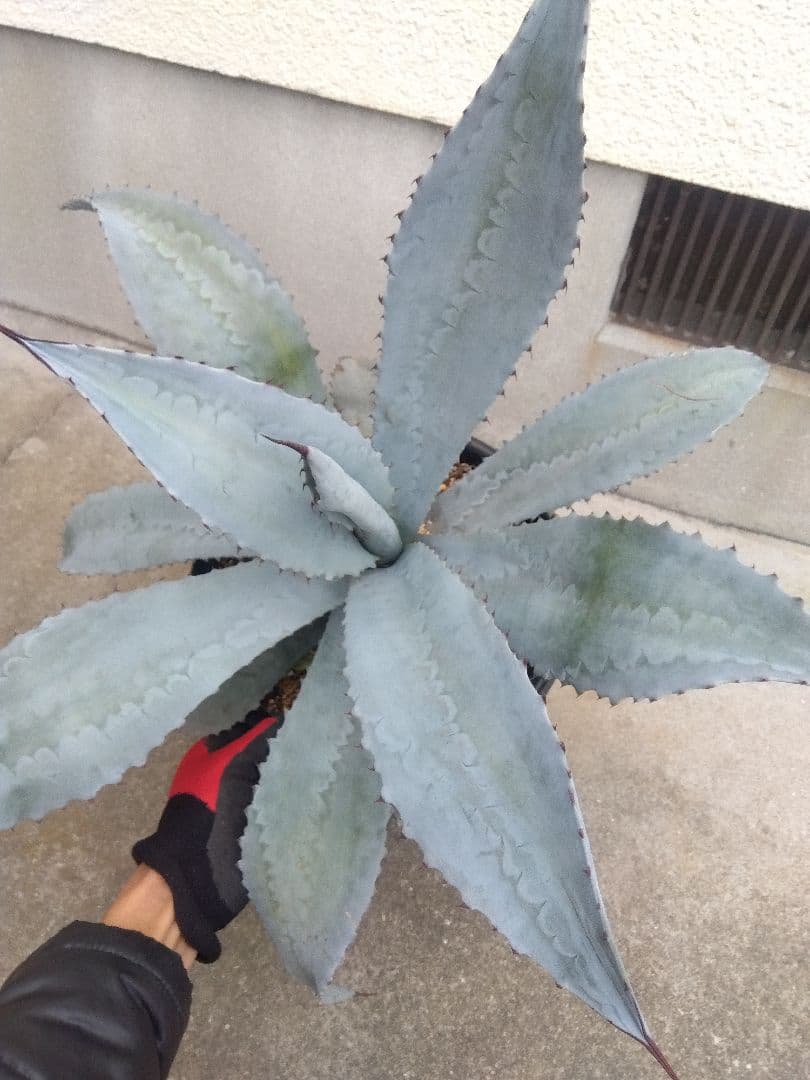 アガベ　フランゾシニー　大株カキコ60センチ❗　う