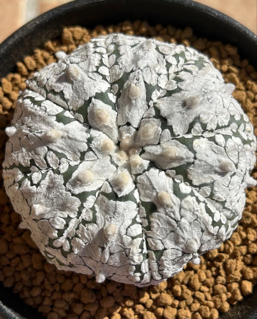 アストロフィツム　スーパー兜