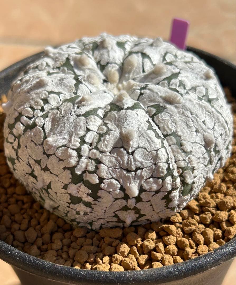 アストロフィツム　スーパー兜