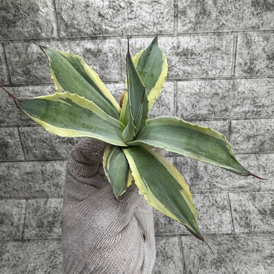 え*れ様 【アガベ オバティフォリア“オルカ”】地植え/-18℃まで/極上　L2