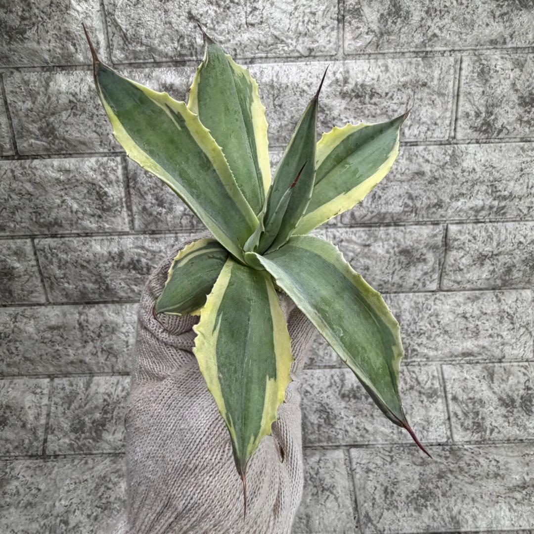 え*れ様 【アガベ オバティフォリア“オルカ”】地植え/-18℃まで/極上　L2