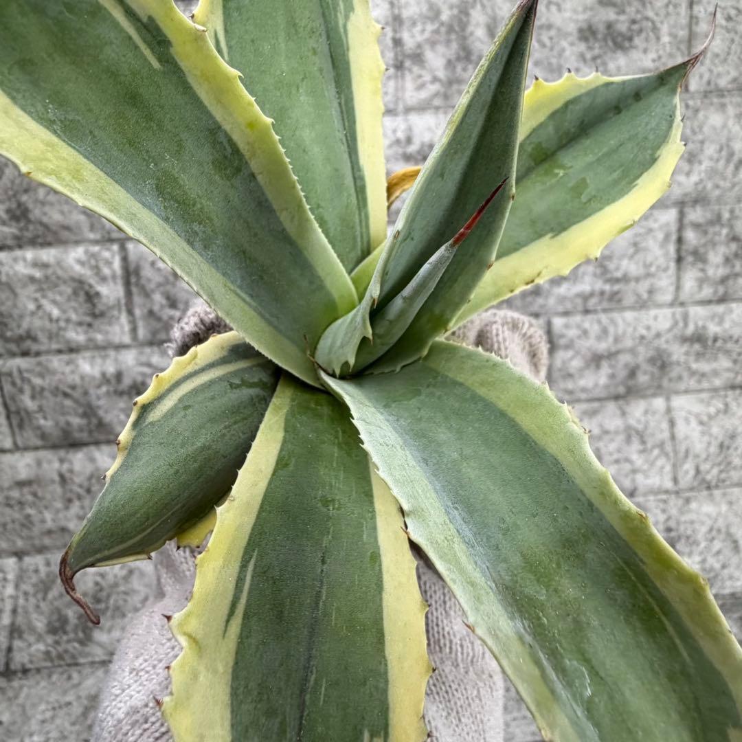 え*れ様 【アガベ オバティフォリア“オルカ”】地植え/-18℃まで/極上　L2